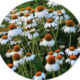 Echinacea purpurea Alba v.9