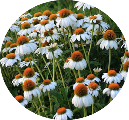 Echinacea purpurea Alba v.9