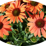 Echinacea  coral v.14