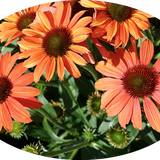 Echinacea  coral v.14