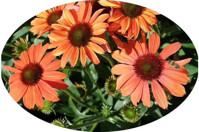 Echinacea  coral v.14
