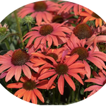 Echinacea  coral v.14