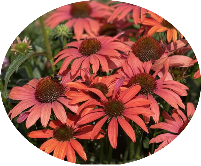 Echinacea  coral v.14