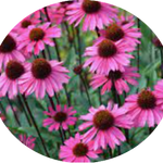 Echinacea  sensation Pink vaso 14