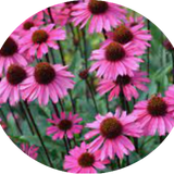 Echinacea  sensation Pink vaso 14