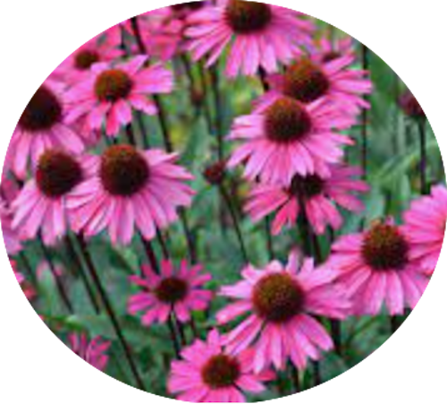 Echinacea  sensation Pink vaso 14