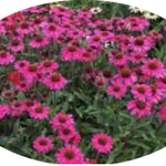 Echinacea  sensation Pink vaso 14