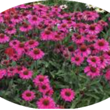 Echinacea  sensation Pink vaso 14
