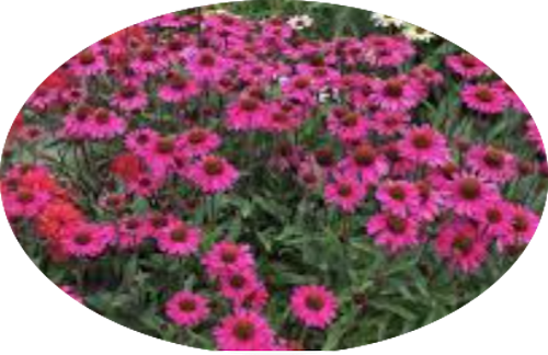 Echinacea  sensation Pink vaso 14