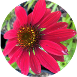 Echinacea  Sombrero tres amigos v.14
