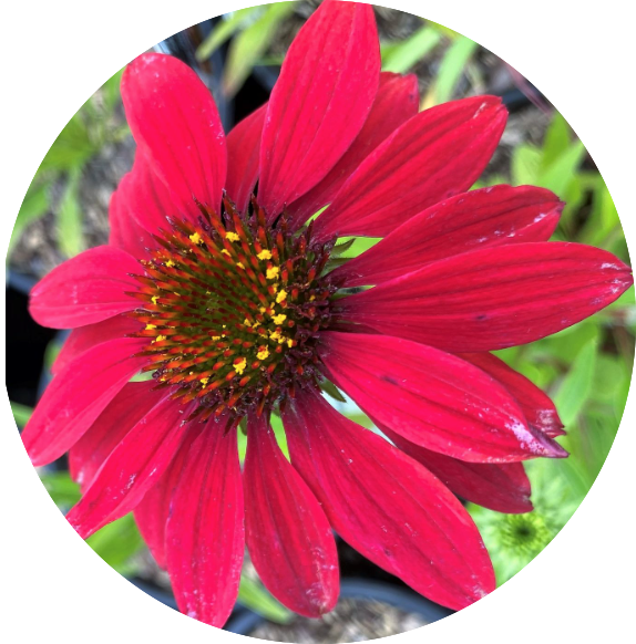 Echinacea  Sombrero tres amigos v.14