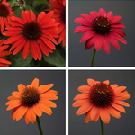 Echinacea  Sombrero tres amigos v.14