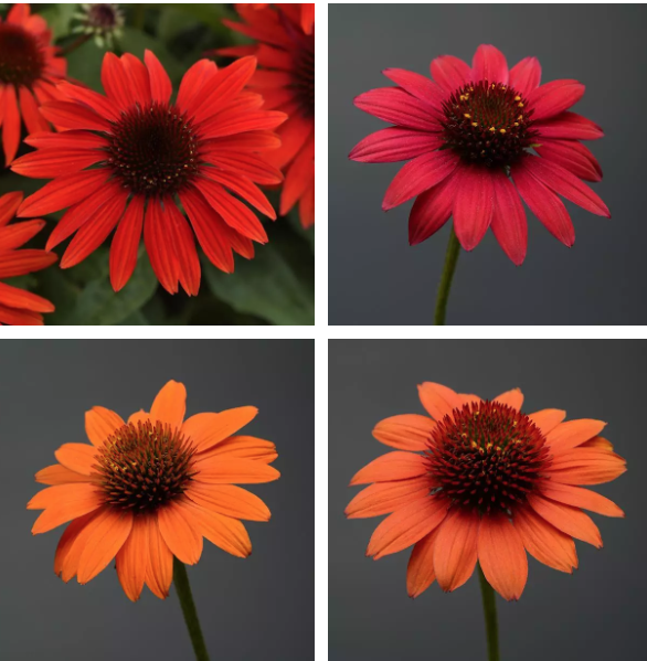 Echinacea  Sombrero tres amigos v.14