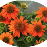 Echinacea  Sombrero Orange v.14