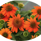 Echinacea  Sombrero Orange v.14