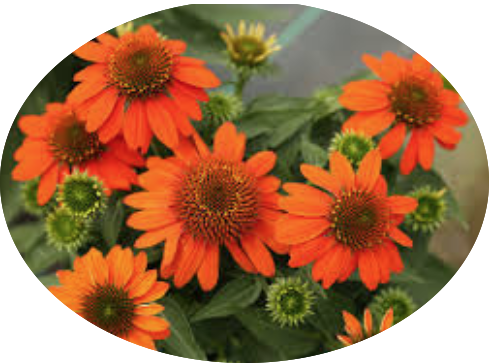 Echinacea  Sombrero Orange v.14