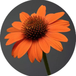 Echinacea  Sombrero Orange v.14