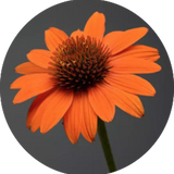 Echinacea  Sombrero Orange v.14
