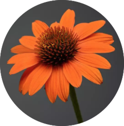 Echinacea  Sombrero Orange v.14