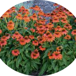 Echinacea  Sombrero Orange v.14