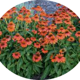 Echinacea  Sombrero Orange v.14