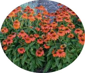 Echinacea  Sombrero Orange v.14