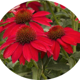 Echinacea  Sombrero red v.14