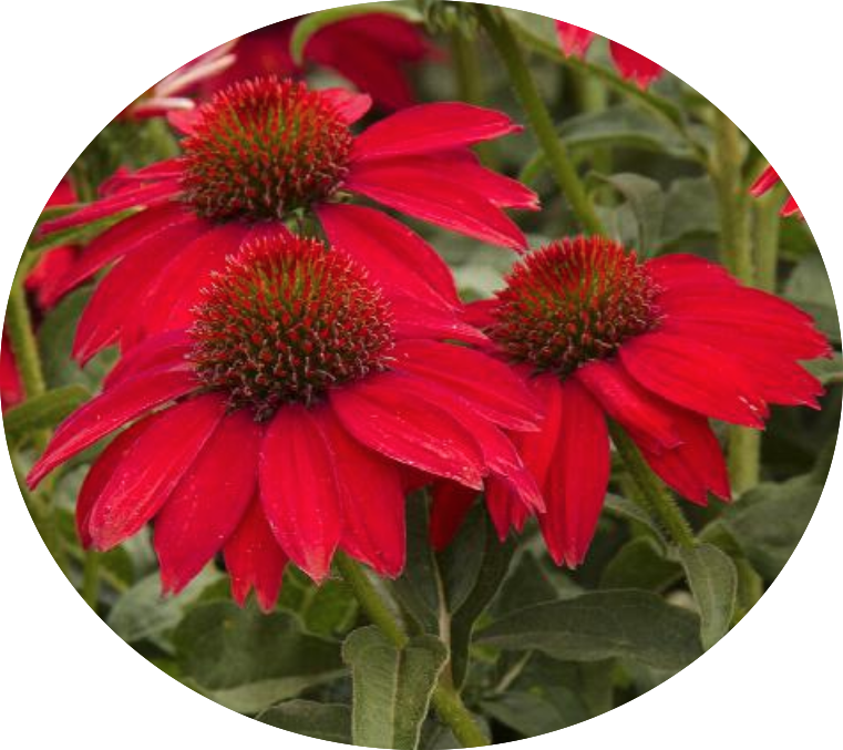 Echinacea  Sombrero red v.14