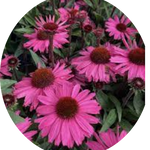 Echinacea Purpurea SunSeekers  Puplelicious (r) v. 14