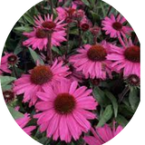 Echinacea Purpurea SunSeekers  Puplelicious (r) v. 14