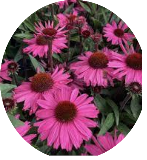 Echinacea Purpurea SunSeekers  Puplelicious (r) v. 14