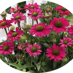 Echinacea Purpurea SunSeekers  Puplelicious (r) v. 14
