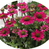 Echinacea Purpurea SunSeekers  Puplelicious (r) v. 14