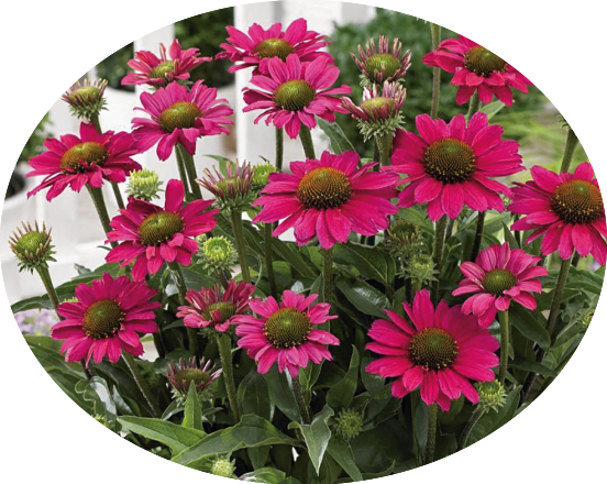 Echinacea Purpurea SunSeekers  Puplelicious (r) v. 14
