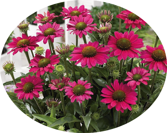 Echinacea Purpurea SunSeekers  Puplelicious (r) v. 14