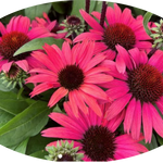 Echinacea Purpurea SunSeekers Pomegranate (r) v. 14