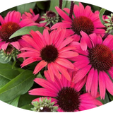 Echinacea Purpurea SunSeekers Pomegranate (r) v. 14