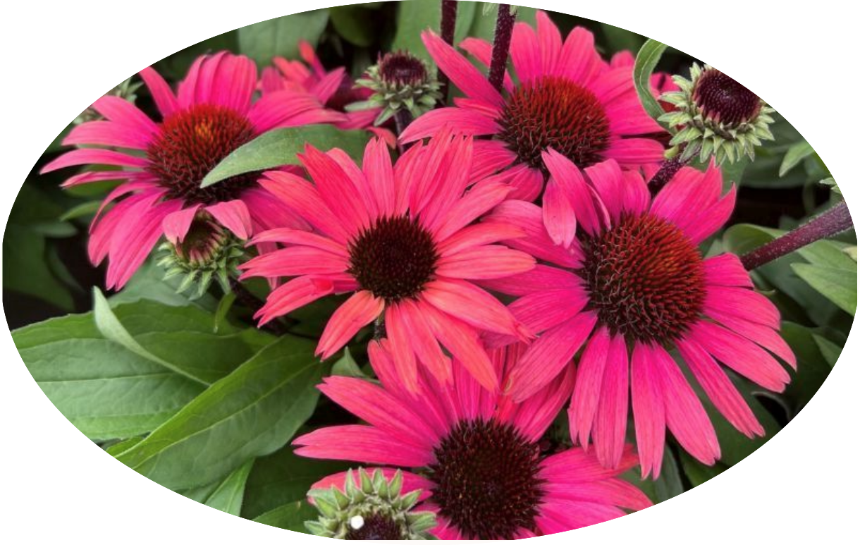Echinacea Purpurea SunSeekers Pomegranate (r) v. 14