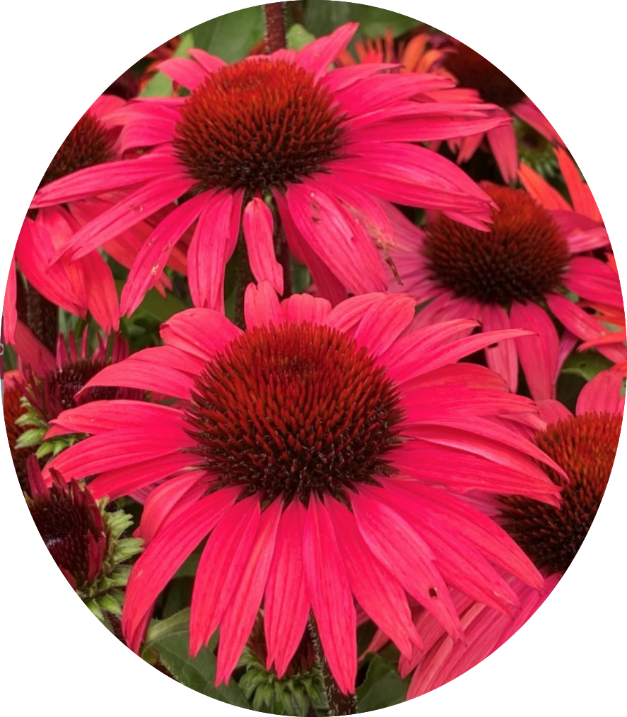 Echinacea Purpurea SunSeekers Pomegranate (r) v. 14