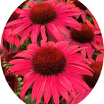 Echinacea Purpurea SunSeekers Pomegranate (r) v. 14