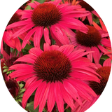 Echinacea Purpurea SunSeekers Pomegranate (r) v. 14