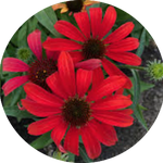 Echinacea Purpurea Sunseekers Red (r)