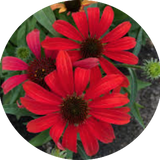 Echinacea Purpurea Sunseekers Red (r)