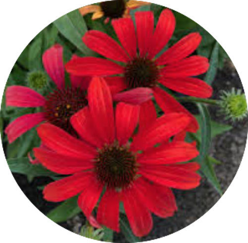 Echinacea Purpurea Sunseekers Red (r)