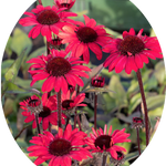 Echinacea Purpurea Sunseekers Red (r)