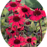 Echinacea Purpurea Sunseekers Red (r)