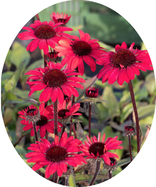 Echinacea Purpurea Sunseekers Red (r)