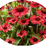 Echinacea Purpurea Sunseekers Red (r)