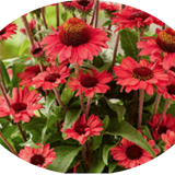 Echinacea Purpurea Sunseekers Red (r)