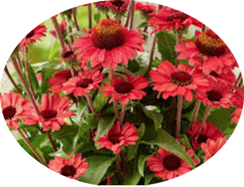 Echinacea Purpurea Sunseekers Red (r)